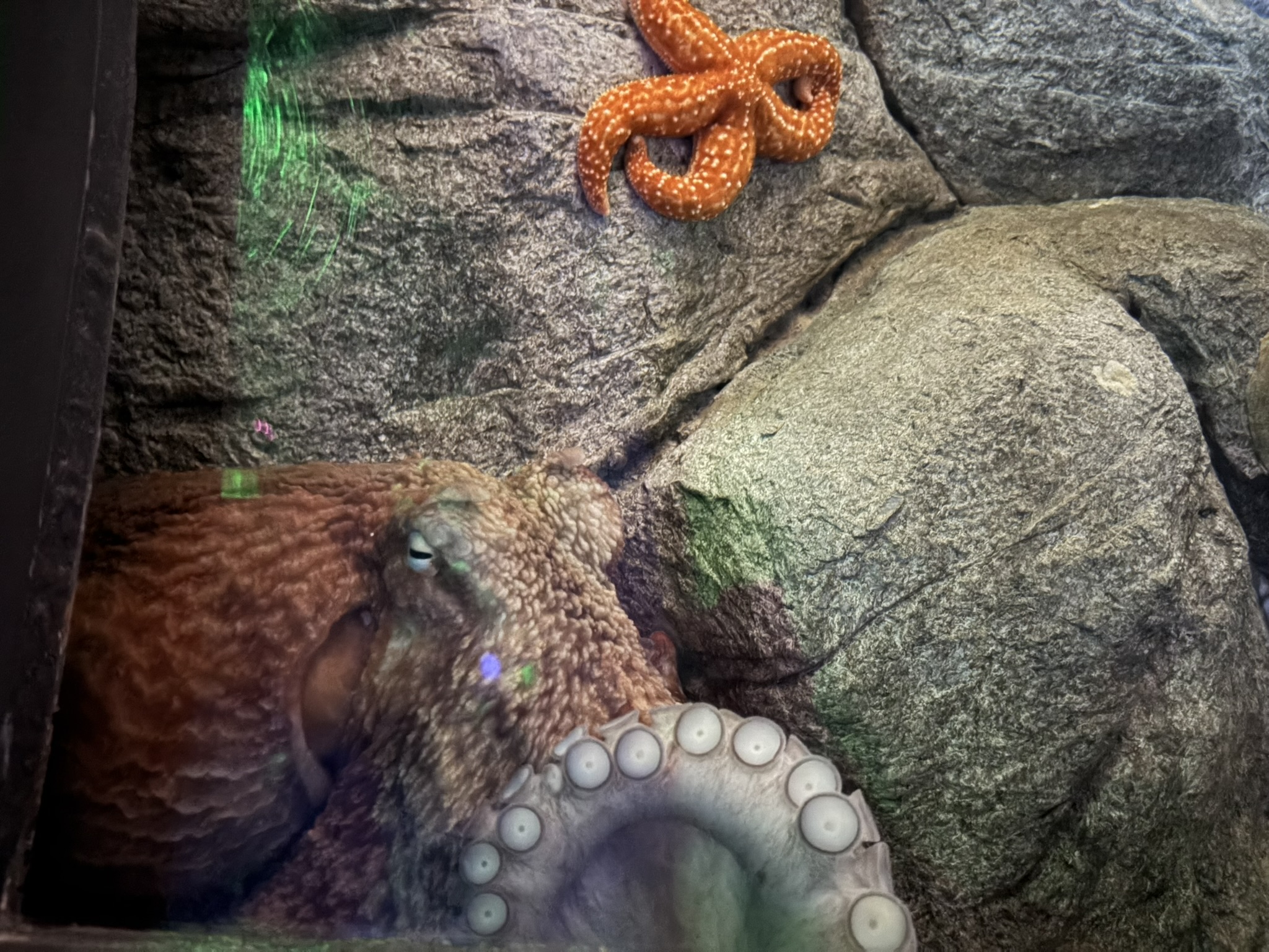 Giant Pacific Octopus curled up against the side of an aquarium tank