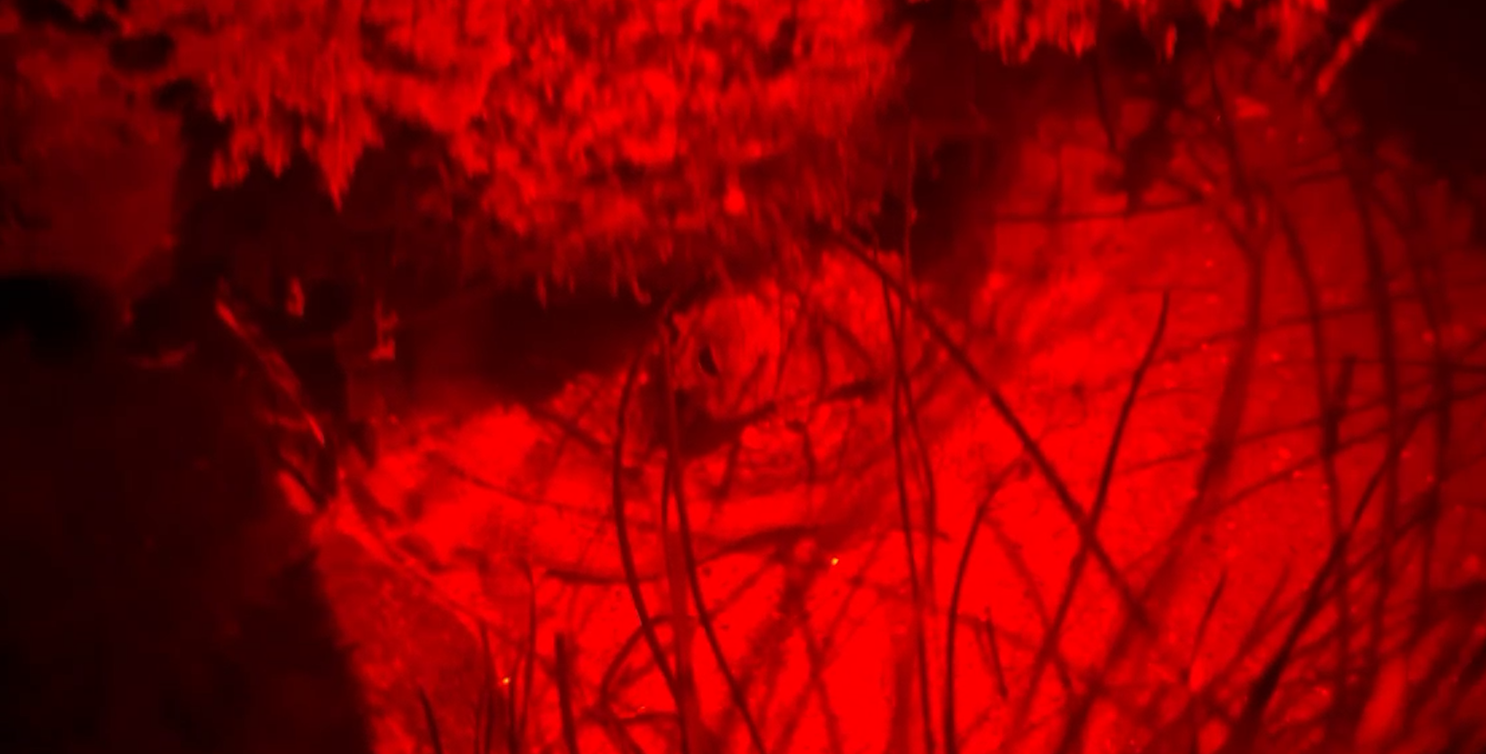 Octopus peaking out from under a rock in a tidepool under red lighting